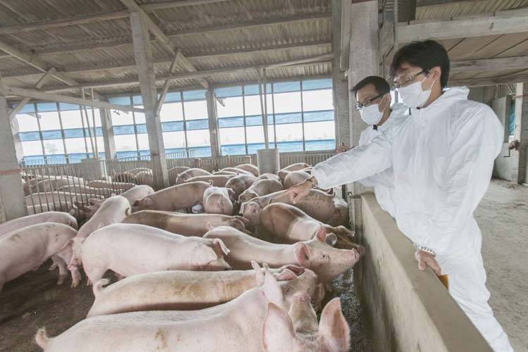 1532326713512559.jpg 肉豬健康.jpg