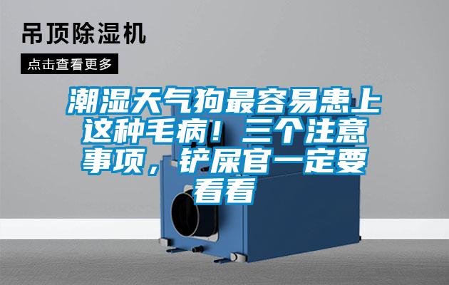 潮濕天氣狗最容易患上這種毛病!三個(gè)注意事項(xiàng),鏟屎官一定要看看